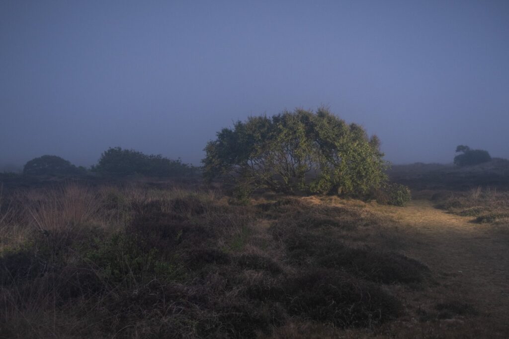 Norfolk landscape workshop tree illuminated with flash at night with a blue sky in the fog